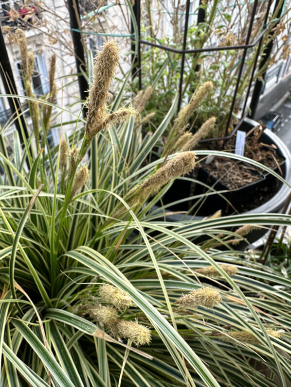 Floraison du Carex oshimensis ‘Everest’ en fin d'hiver sur mon balcon parisien, Paris 19e (75)