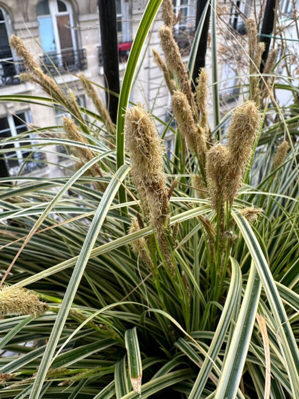 Floraison du Carex oshimensis ‘Everest’ en fin d'hiver sur mon balcon parisien, Paris 19e (75)