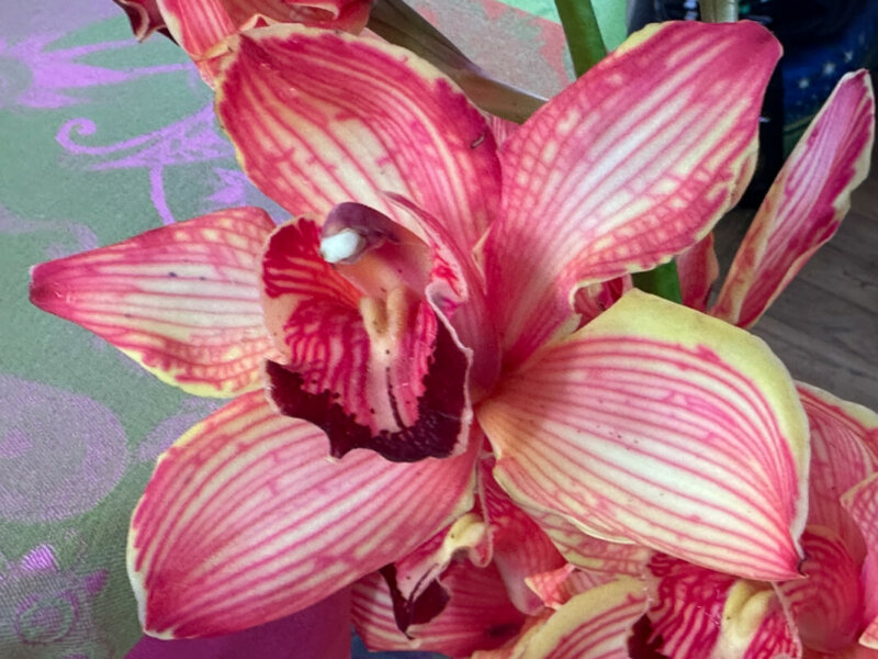 Cymbidium hybride, bouquet, fleurs coupées, Paris 19e (75)