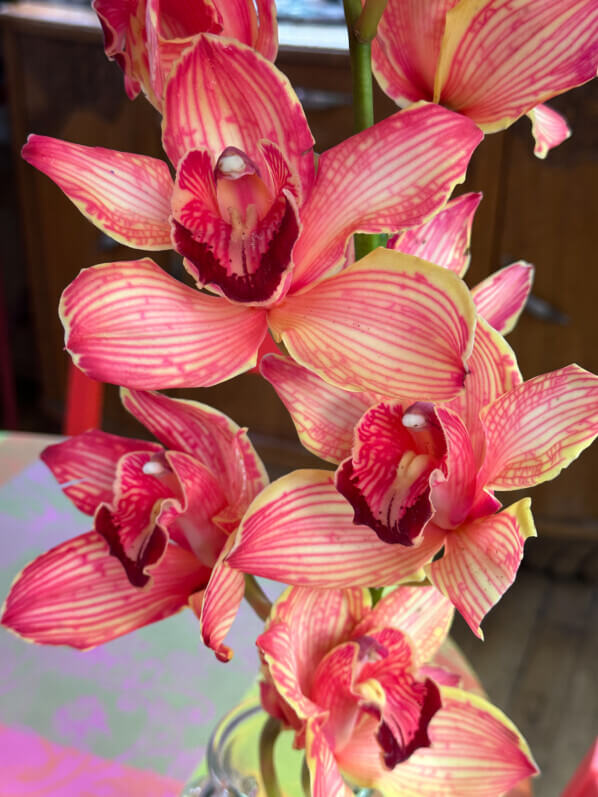 Cymbidium hybride, bouquet, fleurs coupées, Paris 19e (75)