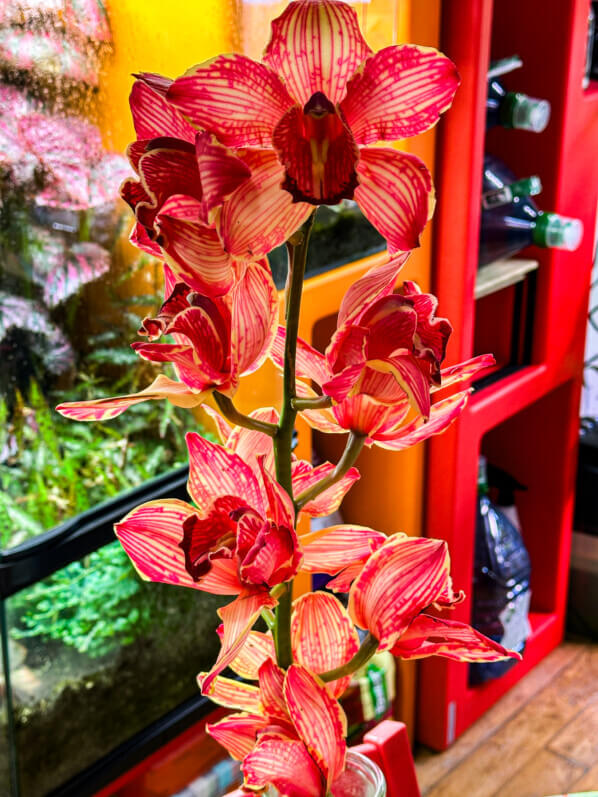 Cymbidium hybride, bouquet, fleurs coupées, Paris 19e (75)