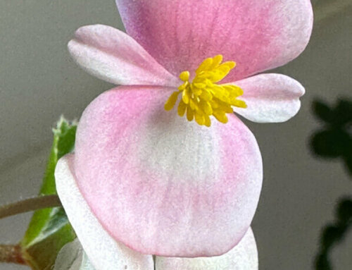 Fleur du bégonia ‘Cascade Rose’