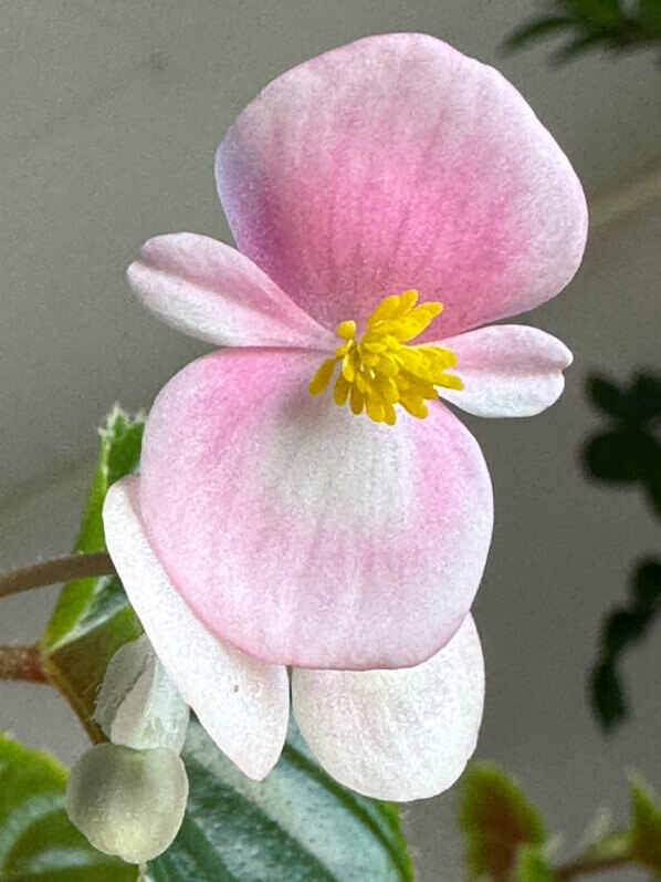 Fleur mâle du bégonia 'Cascade Rose', plante d'intérieur, Paris 19e (75)
