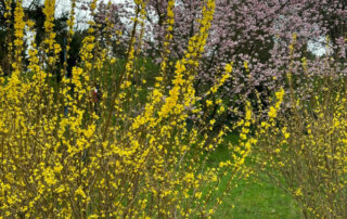 Forsythia et Prunus en fleurs en fin d'hiver dans le parc de la Butte-du-Châpeau-Rouge, Paris 19e (75)