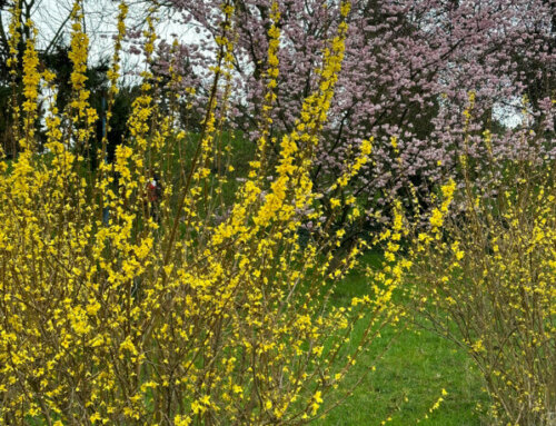 Le printemps en hiver dans le parc de la Butte-du-Chapeau-Rouge (Paris 19e)
