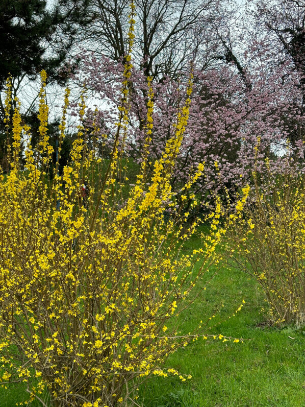 Forsythia et Prunus en fleurs en fin d'hiver dans le parc de la Butte-du-Châpeau-Rouge, Paris 19e (75)