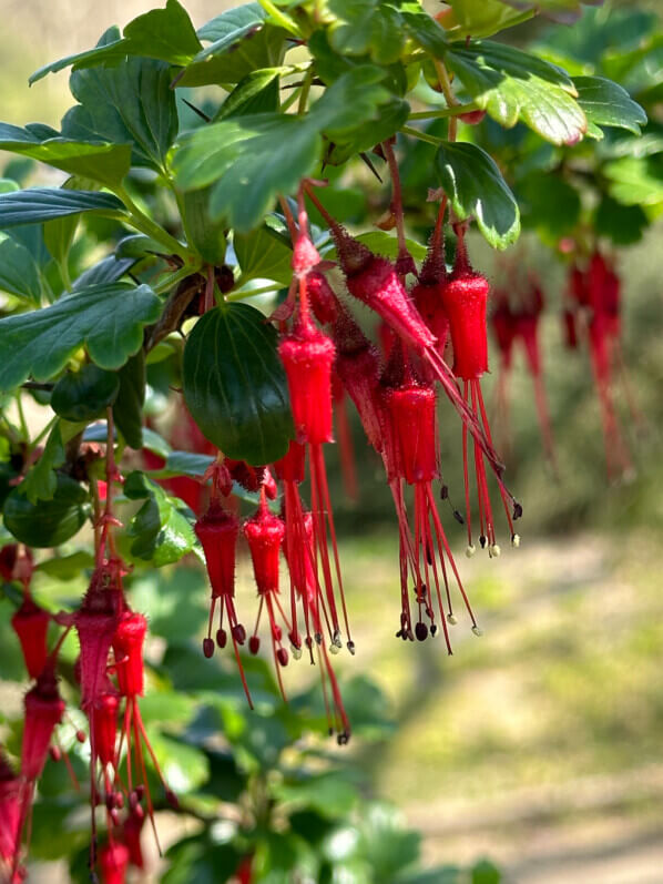 Ribes speciosum au printemps dans le Jardin des Plantes, Paris 5e (75)