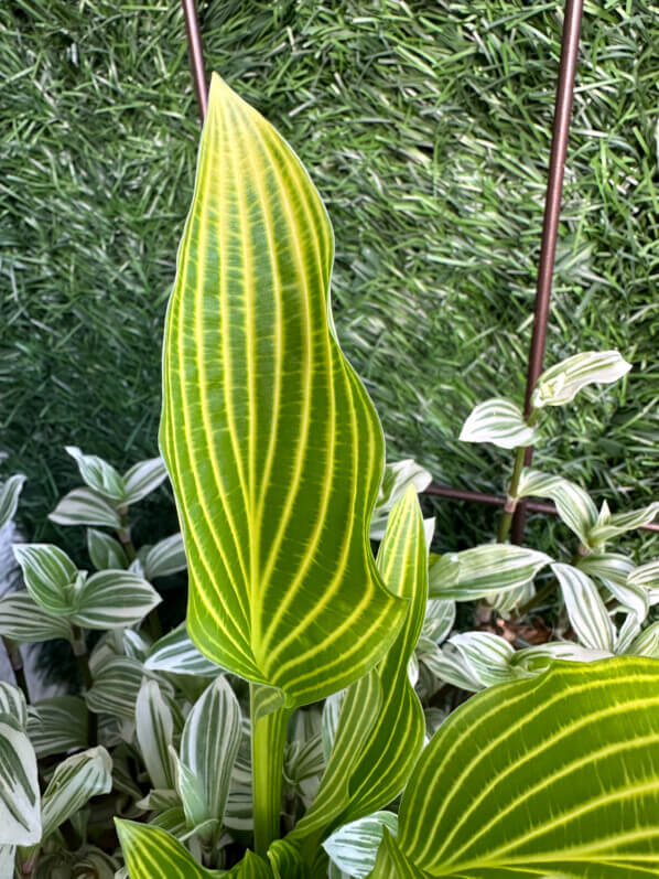 Hosta 'Siberian Tiger' au début du printemps sur mon balcon parisien, Paris 19e (75)