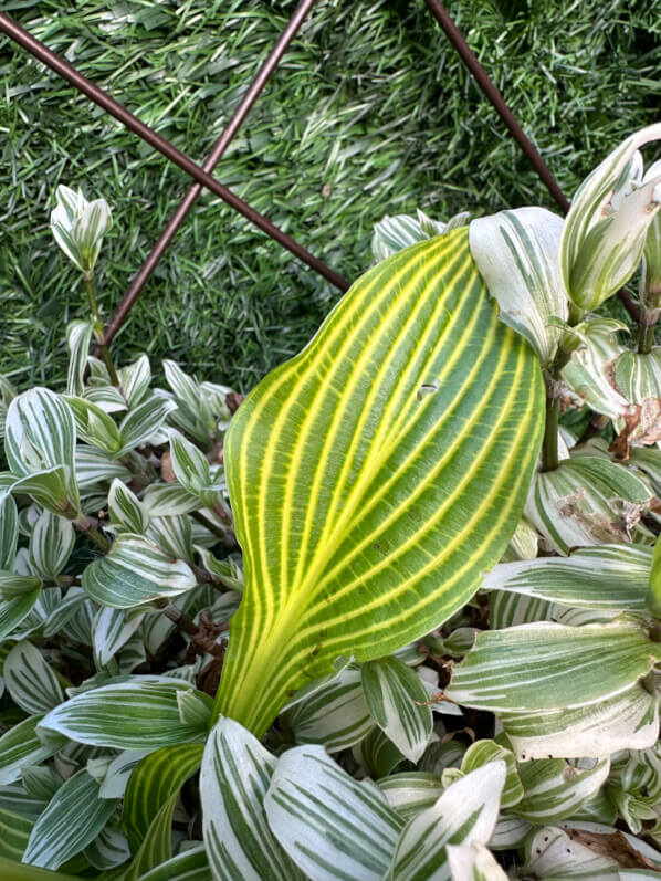 Hosta 'Siberian Tiger' au début du printemps sur mon balcon parisien, Paris 19e (75)