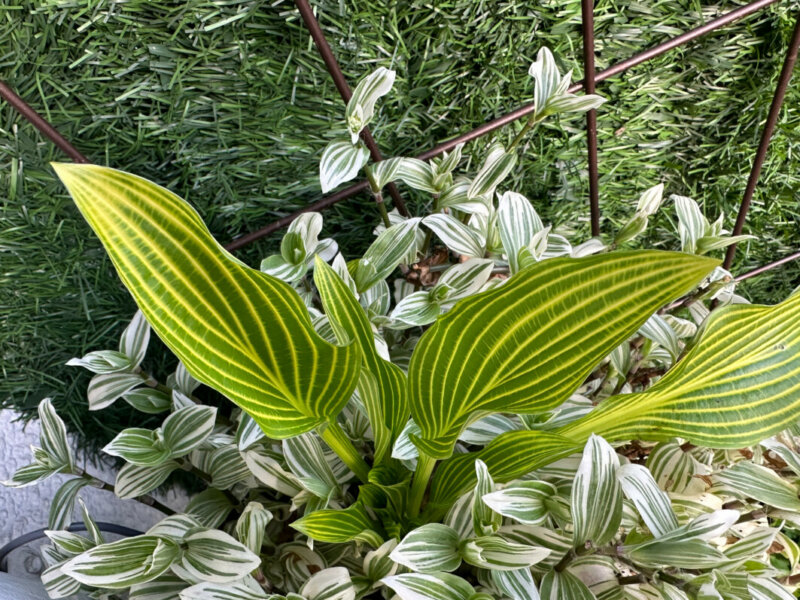 Hosta 'Siberian Tiger' au début du printemps sur mon balcon parisien, Paris 19e (75)