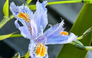 Iris du Japon polyploïde bleu au début du printemps sur mon balcon parisien, Paris 19e (75)