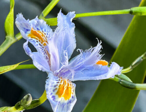 Floraison de l’iris du Japon polyploïde bleu sur mon balcon parisien