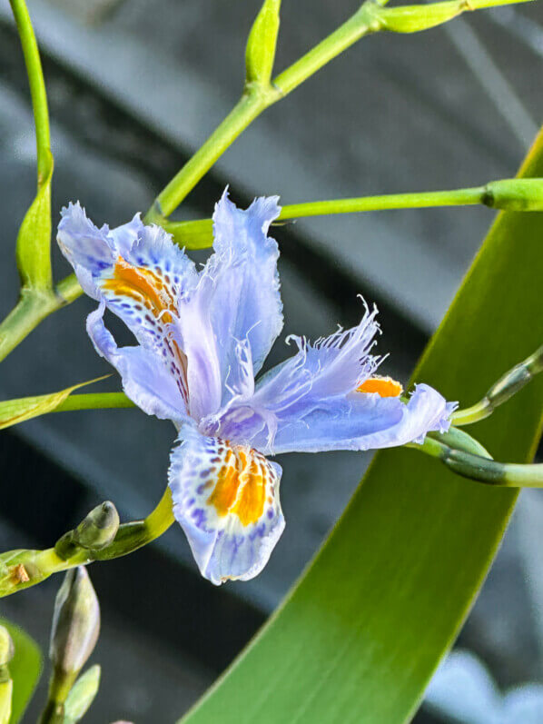 Iris du Japon polyploïde bleu au début du printemps sur mon balcon parisien, Paris 19e (75)