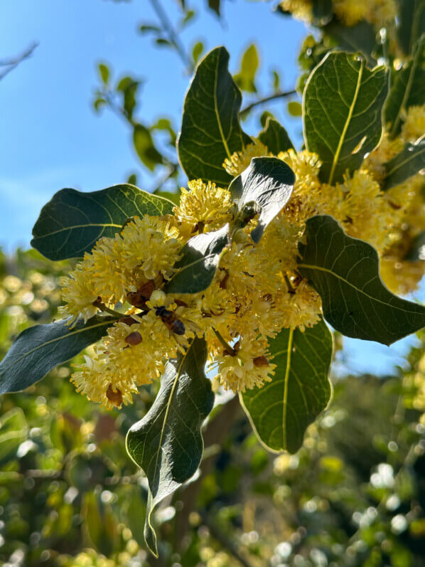 Floraison du laurier sauce, Laurus nobilis, au printemps dans le Jardin des Plantes, Paris 5e (75)