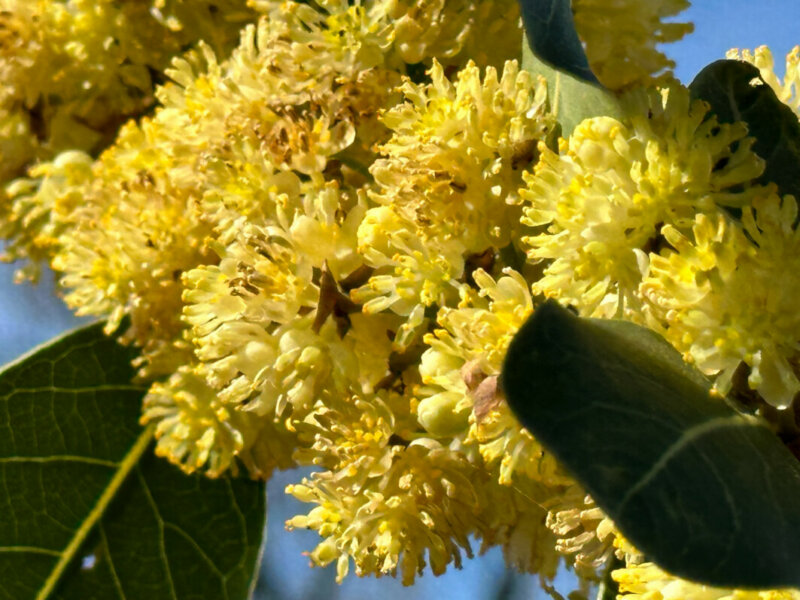 Floraison du laurier sauce, Laurus nobilis, au printemps dans le Jardin des Plantes, Paris 5e (75)