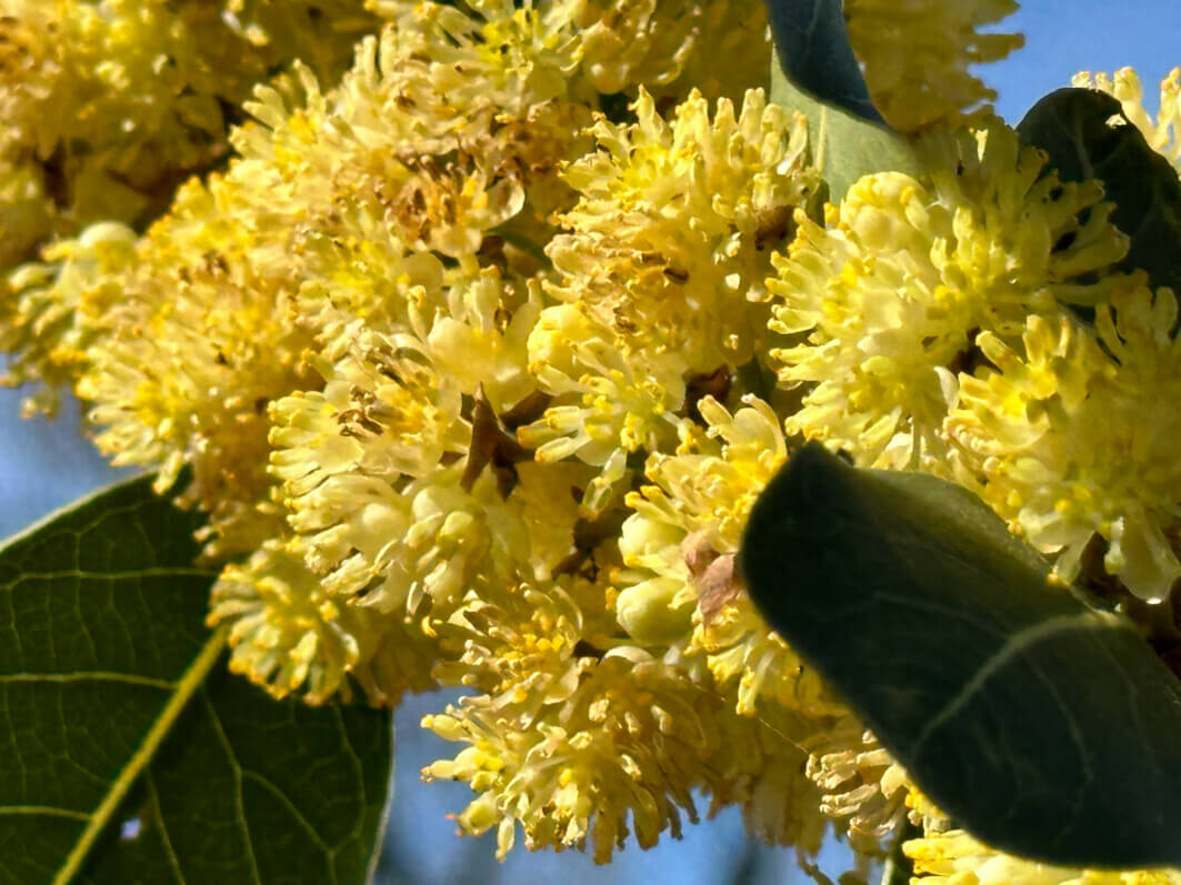 Lire la suite à propos de l’article La floraison du laurier sauce (Laurus nobilis)
