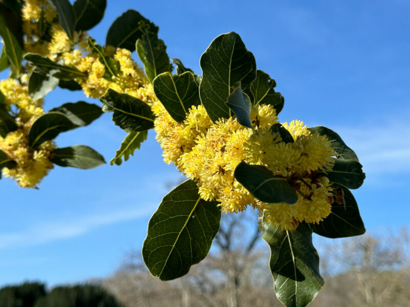 Floraison du laurier sauce, Laurus nobilis, au printemps dans le Jardin des Plantes, Paris 5e (75)