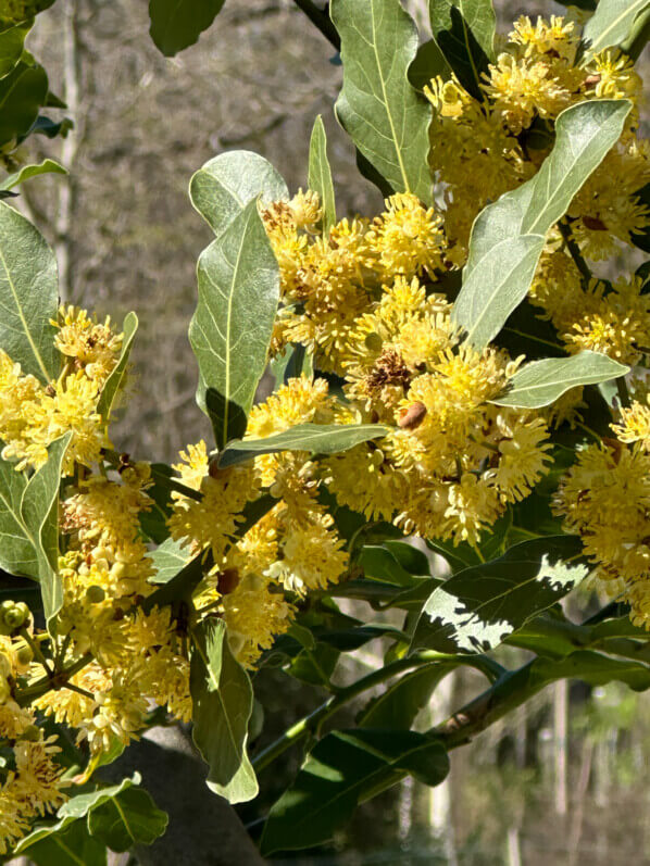 Floraison du laurier sauce, Laurus nobilis, au printemps dans le Jardin des Plantes, Paris 5e (75)