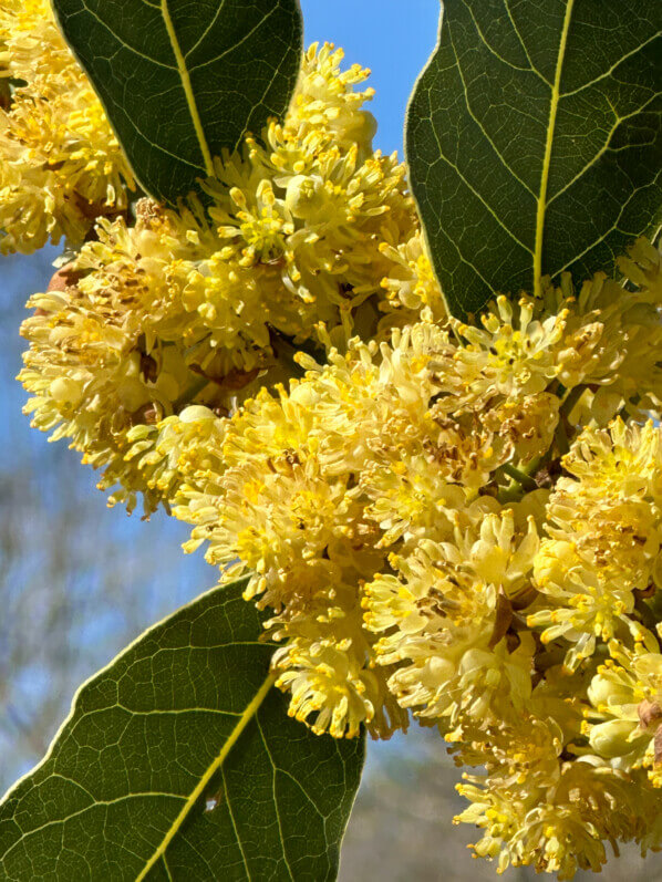 Floraison du laurier sauce, Laurus nobilis, au printemps dans le Jardin des Plantes, Paris 5e (75)