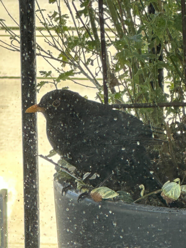 Merle grattant la terre dans une des potées de mon balcon parisien, Paris 19e (75)