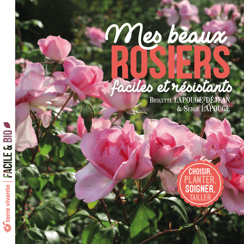 Lire la suite à propos de l’article Mes beaux rosiers faciles et résistants