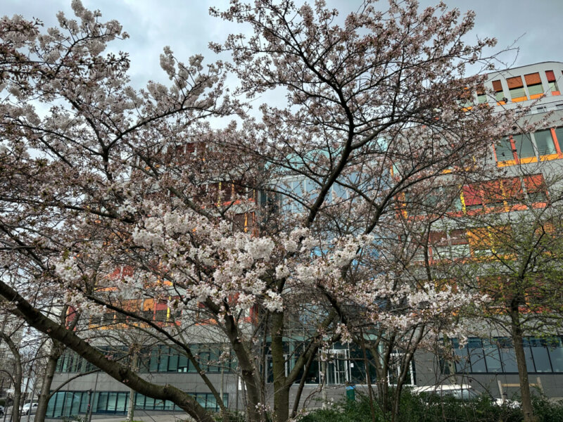 Cerisier du Japon en fleur en fin d'hiver, Paris 19e (75)