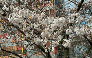 Cerisier du Japon en fleur en fin d'hiver, Paris 19e (75)