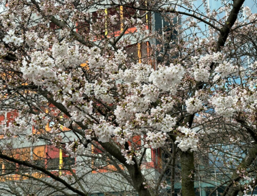 Floraison précoce pour ce cerisier à fleurs parisien