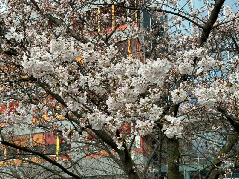 Cerisier du Japon en fleur en fin d'hiver, Paris 19e (75)