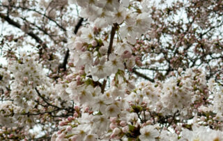 Cerisier du Japon en fleur en fin d'hiver, Paris 19e (75)