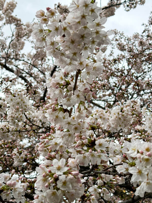 Cerisier du Japon en fleur en fin d'hiver, Paris 19e (75)