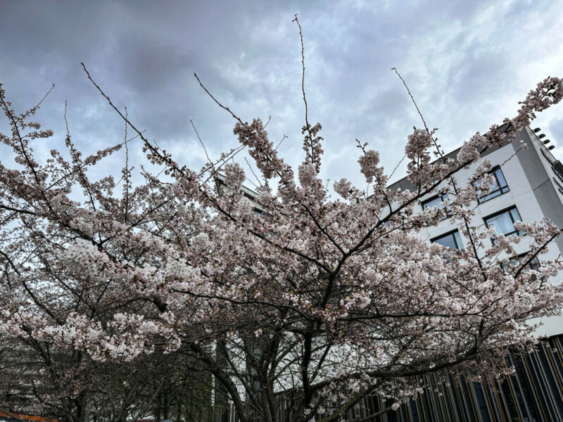 Cerisier du Japon en fleur en fin d'hiver, Paris 19e (75)