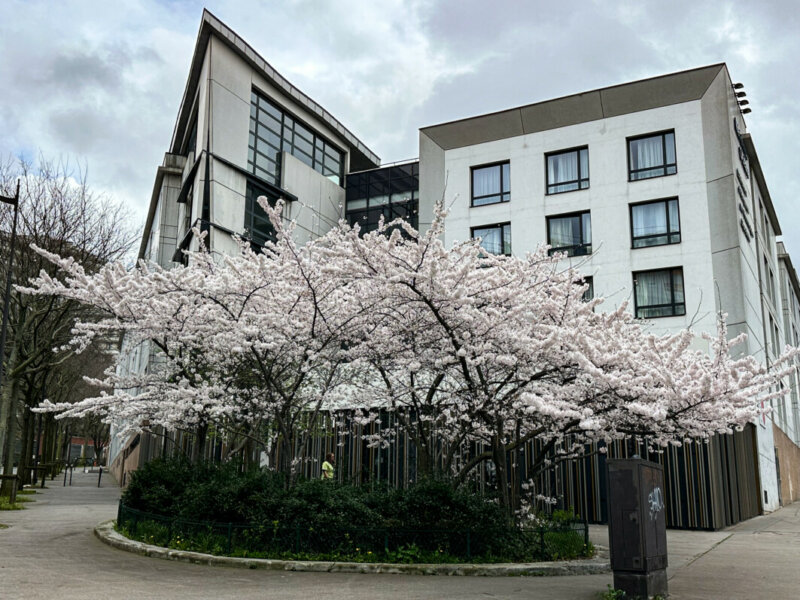 Prunus fleuri en fin d'hiver, Paris 19e (75)
