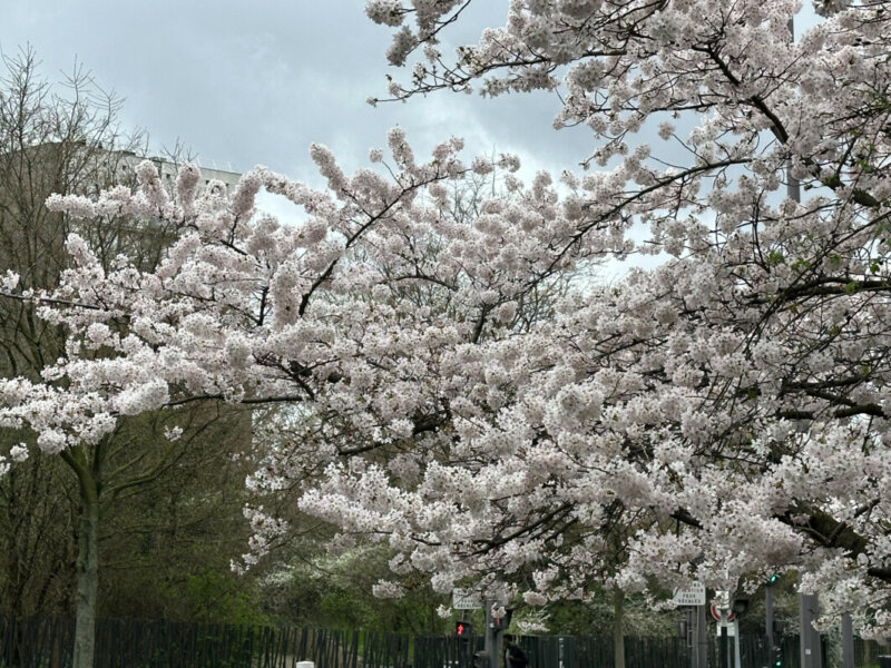 Prunus fleuri en fin d'hiver, Paris 19e (75)