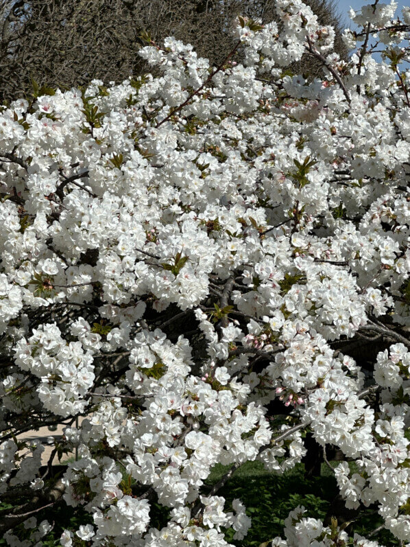 Cerisier japonais Prunus Groupe Sato-zakura 'Shirotae' au printemps dans le Jardin des Plantes, Paris 5e (75)