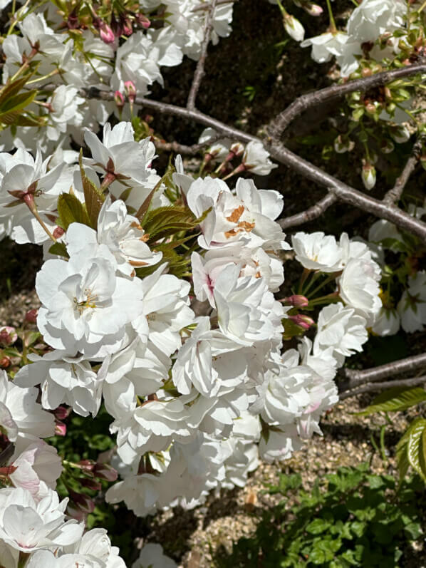 Cerisier japonais Prunus Groupe Sato-zakura 'Shirotae' au printemps dans le Jardin des Plantes, Paris 5e (75)