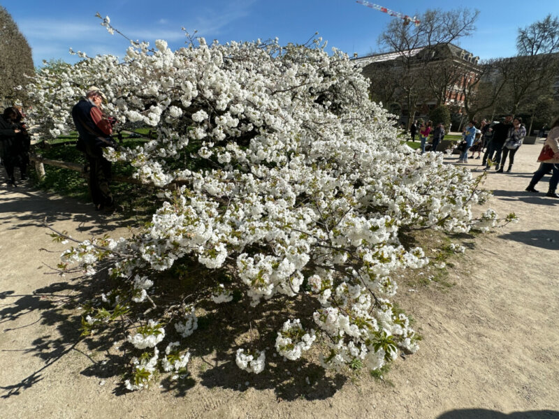Cerisier japonais Prunus Groupe Sato-zakura 'Shirotae' au printemps dans le Jardin des Plantes, Paris 5e (75)