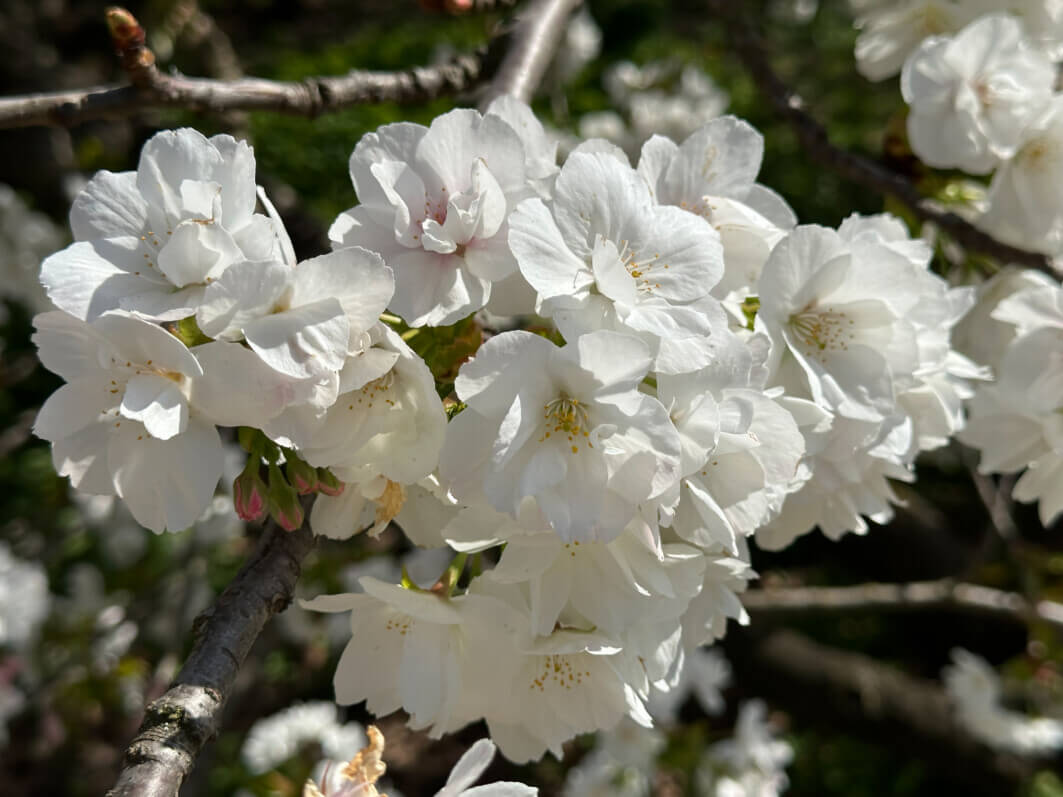 Cerisier japonais Prunus Groupe Sato-zakura 'Shirotae' au printemps dans le Jardin des Plantes, Paris 5e (75)