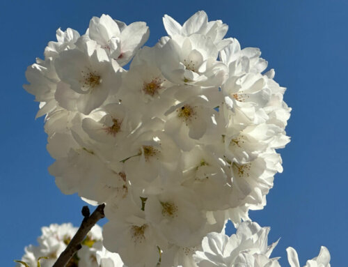 Floraison au top pour le cerisier japonais (Prunus Groupe Sato-zakura ‘Shirotae’) du Jardin des Plantes de Paris