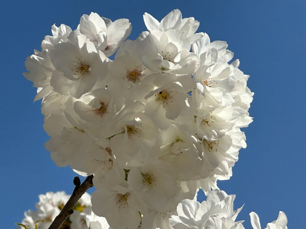 Cerisier japonais Prunus Groupe Sato-zakura 'Shirotae' au printemps dans le Jardin des Plantes, Paris 5e (75)