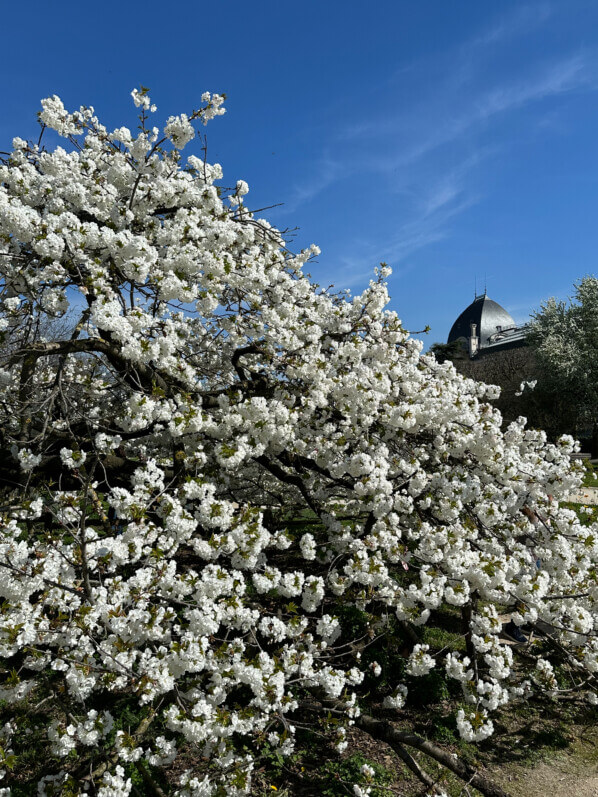 Cerisier japonais Prunus Groupe Sato-zakura 'Shirotae' au printemps dans le Jardin des Plantes, Paris 5e (75)