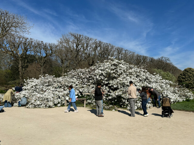 Cerisier japonais Prunus Groupe Sato-zakura 'Shirotae' au printemps dans le Jardin des Plantes, Paris 5e (75)