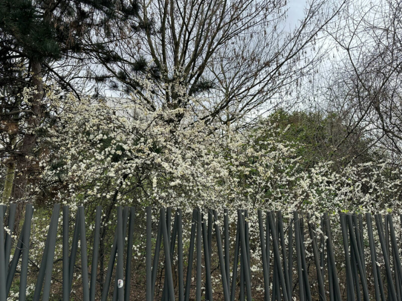 Prunus fleuri en fin d'hiver dans le jardin Serge Gainsbourg, Paris 19e (75)
