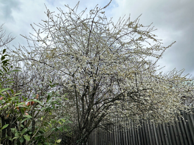 Prunus fleuri en fin d'hiver dans le jardin Serge Gainsbourg, Paris 19e (75)