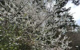Prunellier fleuri en fin d'hiver dans le jardin Serge Gainsbourg, Paris 19e (75)
