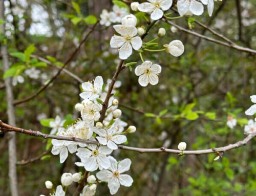 Petit arbre mais profusion de fleurettes blanches