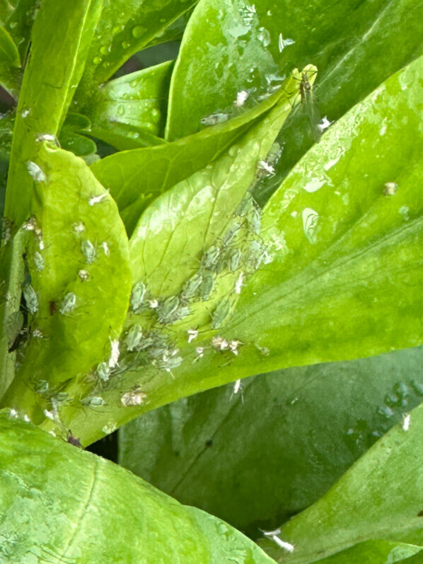 Pucerons sur nouvelles feuilles de valériane des jardins en fin d'hiver sur mon balcon parisien, Paris 19e (75)