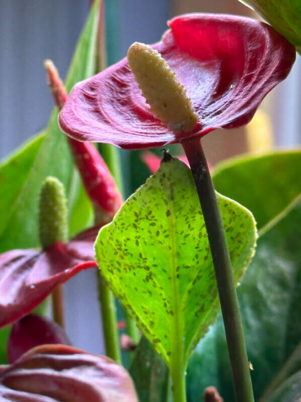 Pucerons sur Anthurium, plante d'intérieur, Paris 19e (75)