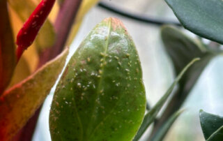 Pucerons sur Anthurium, plante d'intérieur, Paris 19e (75)