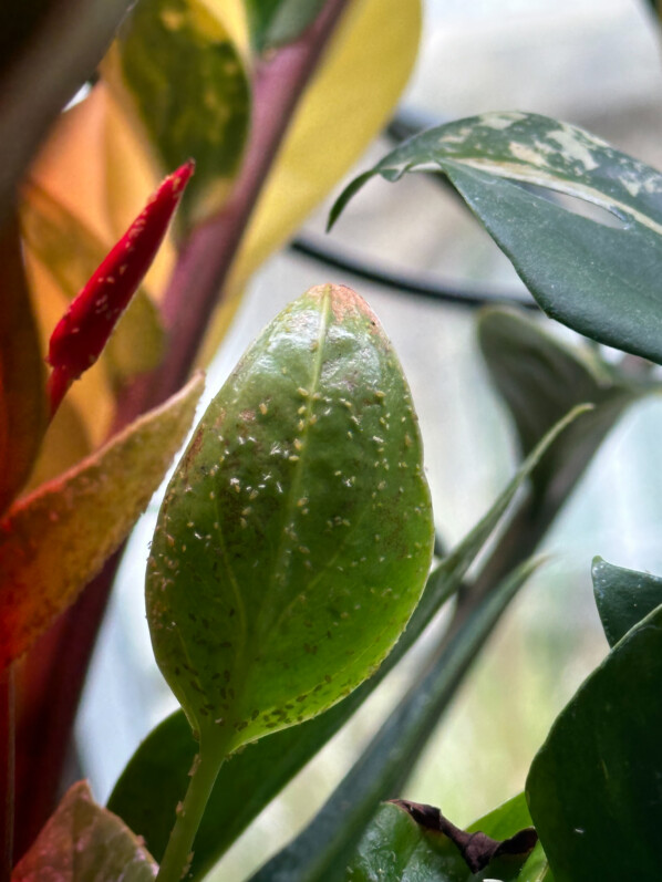 Pucerons sur Anthurium, plante d'intérieur, Paris 19e (75)